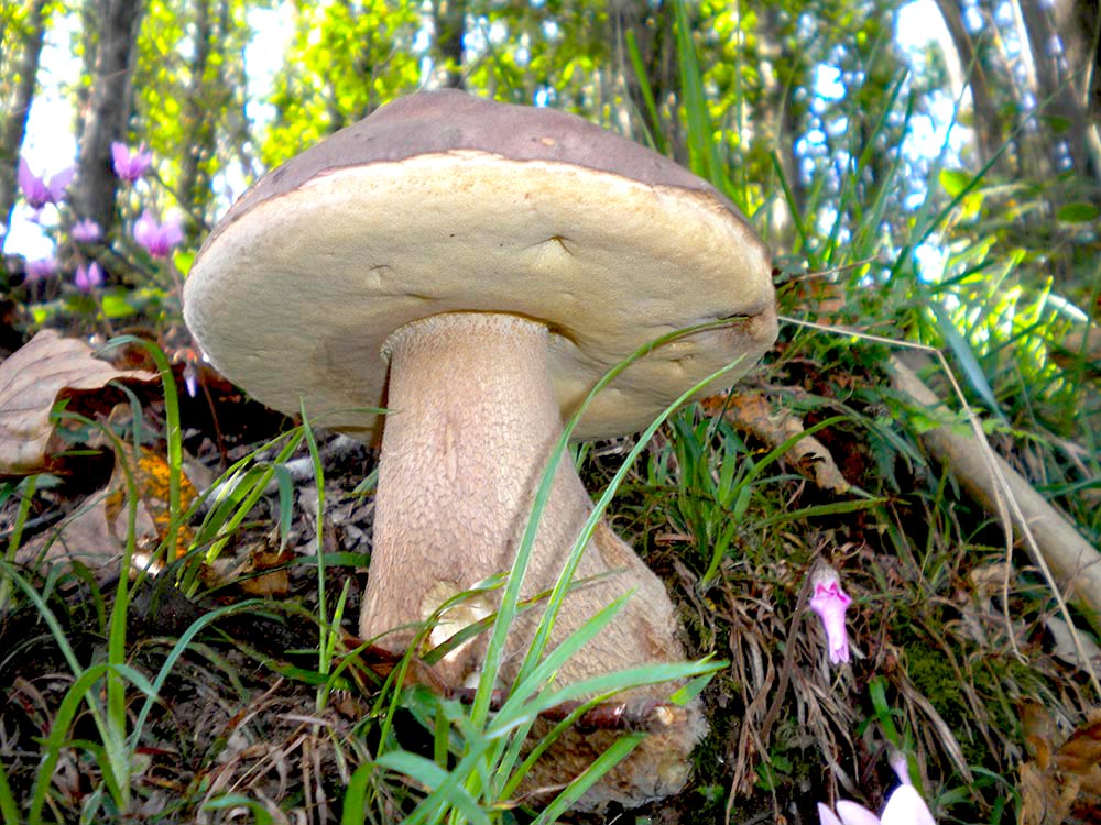 Boletus reticulatus (foto: Angelo Miceli)