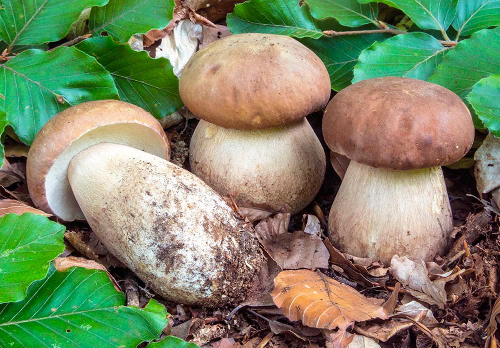 Boletus reticulatus (foto: Nicolò Oppicelli)