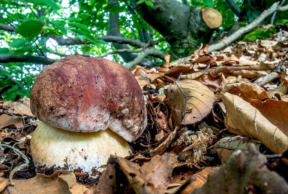 Boletus pinophilus (foto: Nicolò Oppicelli)