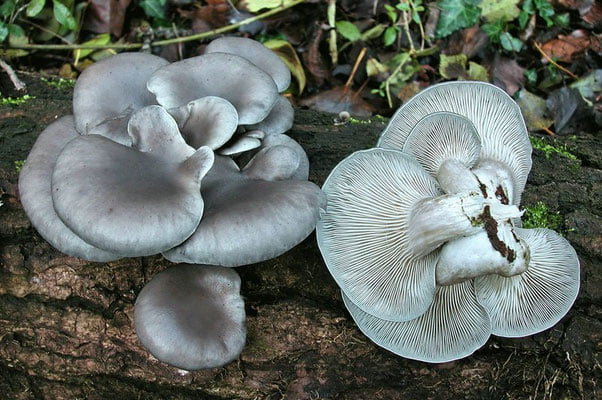 Pleurotus ostreatus foto: Emilio Pini