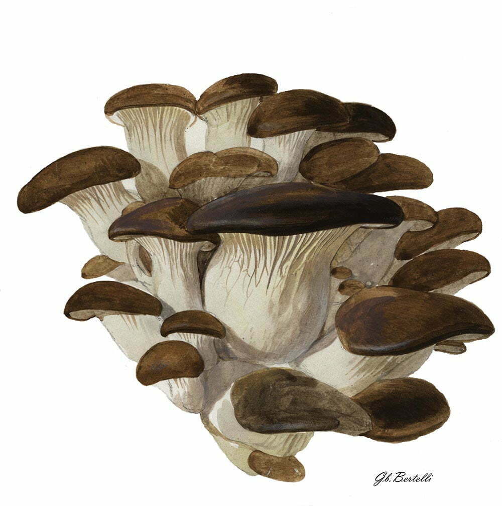 Pleurotus ostreatus_Disegno di Giambattista Bertelli