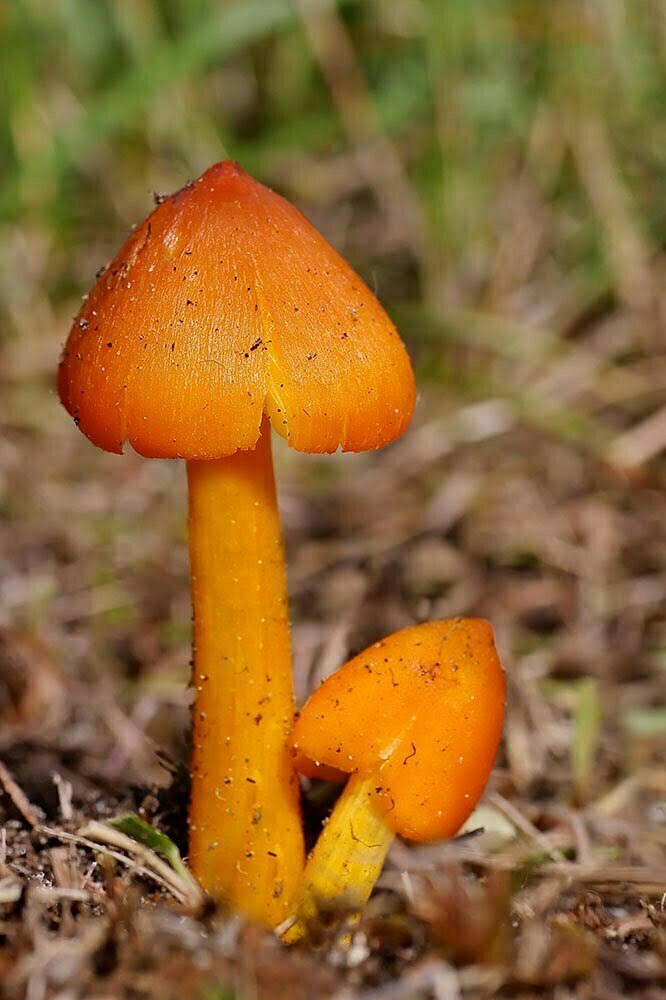 Hygrocybe acutoconica (Clem.) Singer (colore dominante rosso) - Foto: Andrea Battaglini