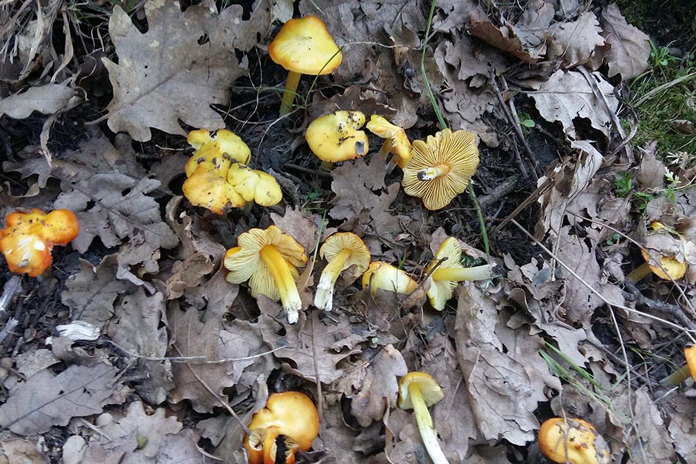 Hygrocybe acutoconica