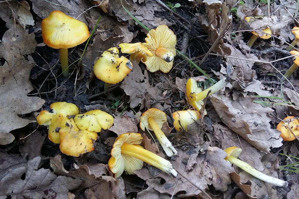 Hygrocybe acutoconica