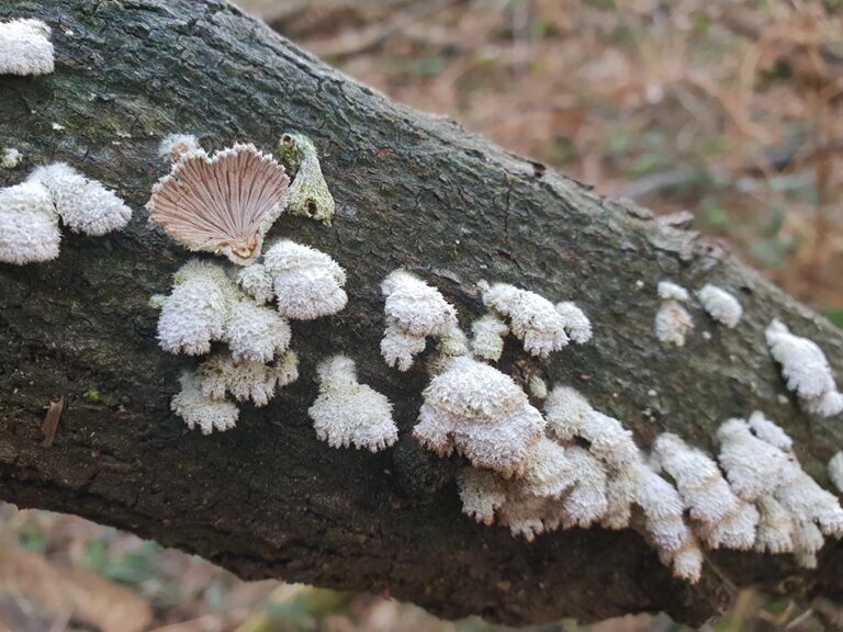 Schizophyllum commune Foto Carmelo Di Vincenzo