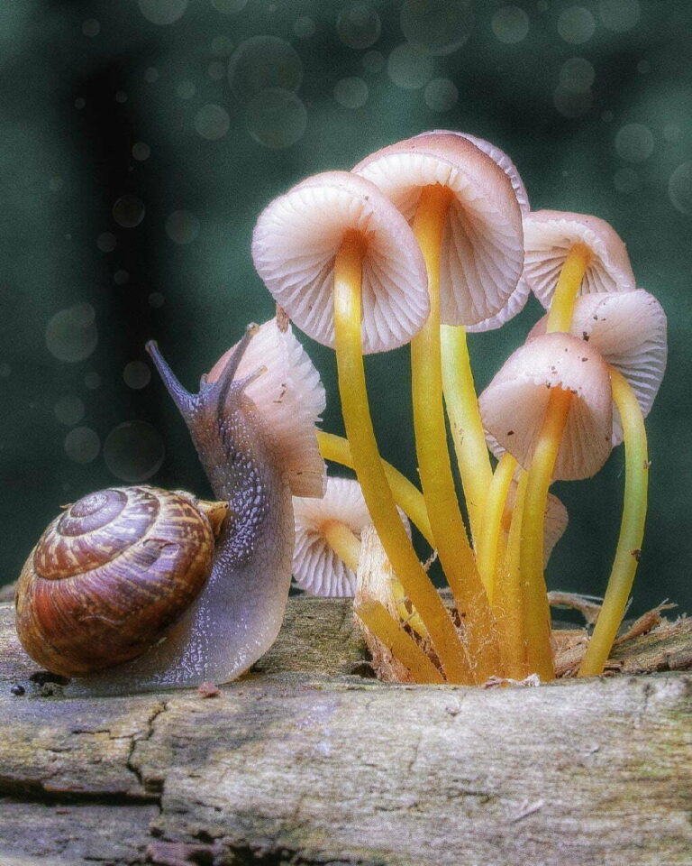 Mycena renati - Ivan Rizvanovic