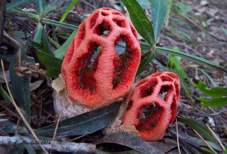 Clathrus ruber – Basidioma maturo. Foto Franco Mondello