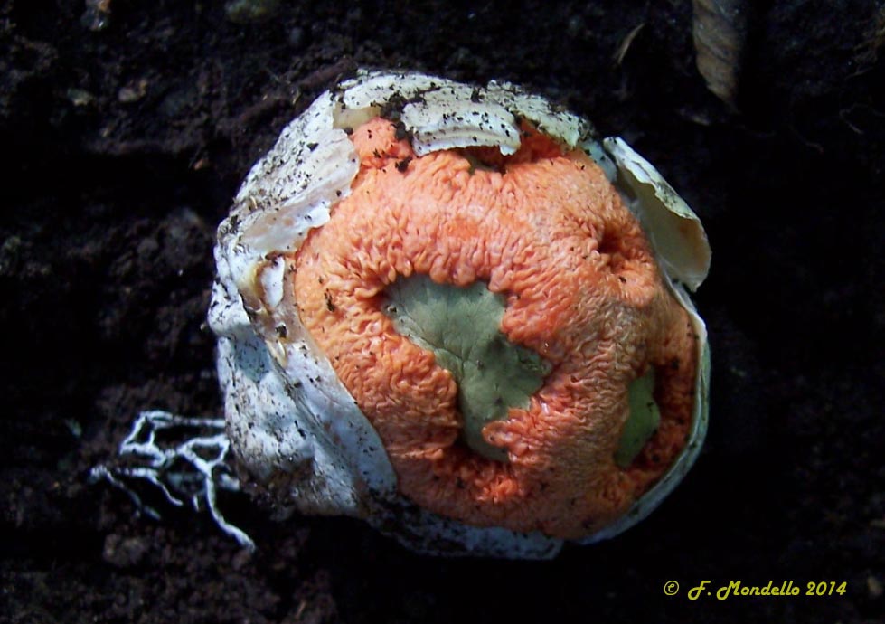 Clathrus ruber – Ovolo in fase di accrescimento – Foto Franco Mondello