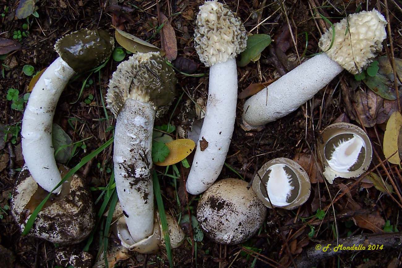 Phallus impudicus vari stadi di accrescimento. Foto Franco Mondello