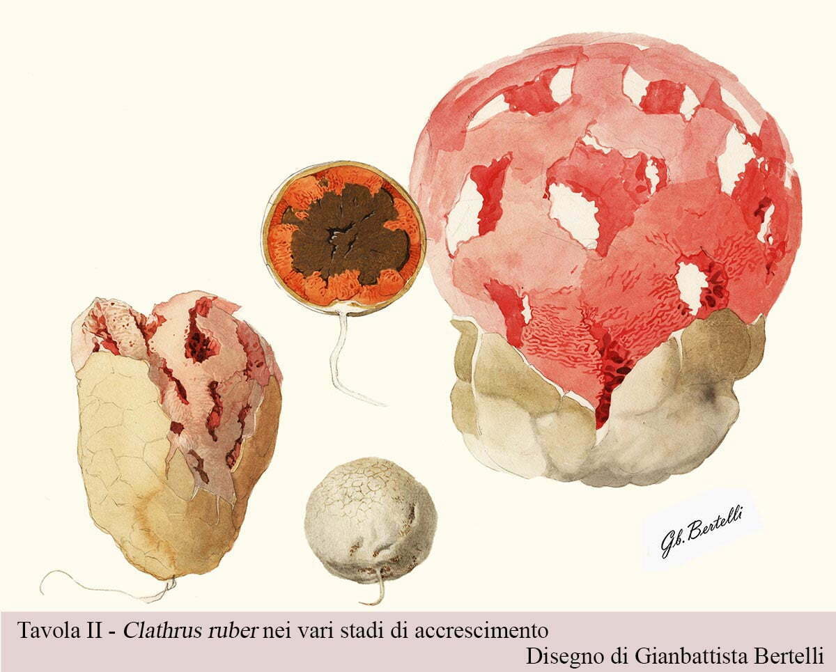 Clatrhus ruber – Disegno di Gianbattista Bertelli