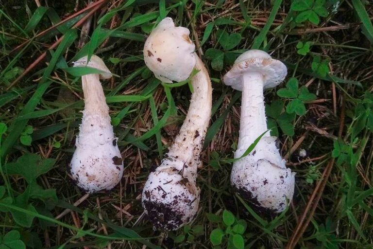 Amanita porrinensis - Foto Franco Mondello