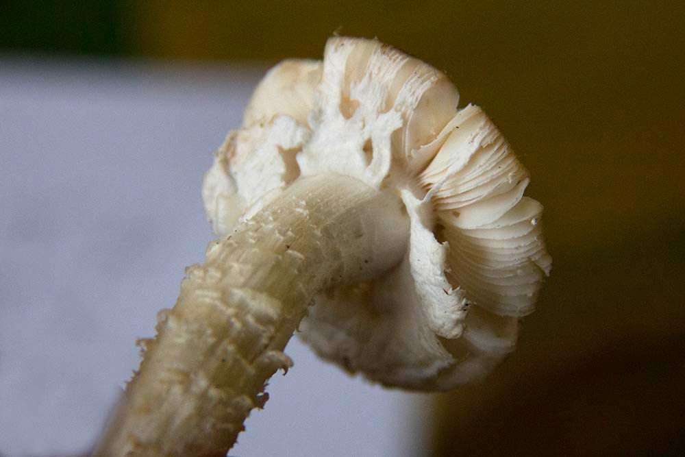 Amanita porrinensis – particolare delle lamelle e del velo – Foto Angelo Miceli