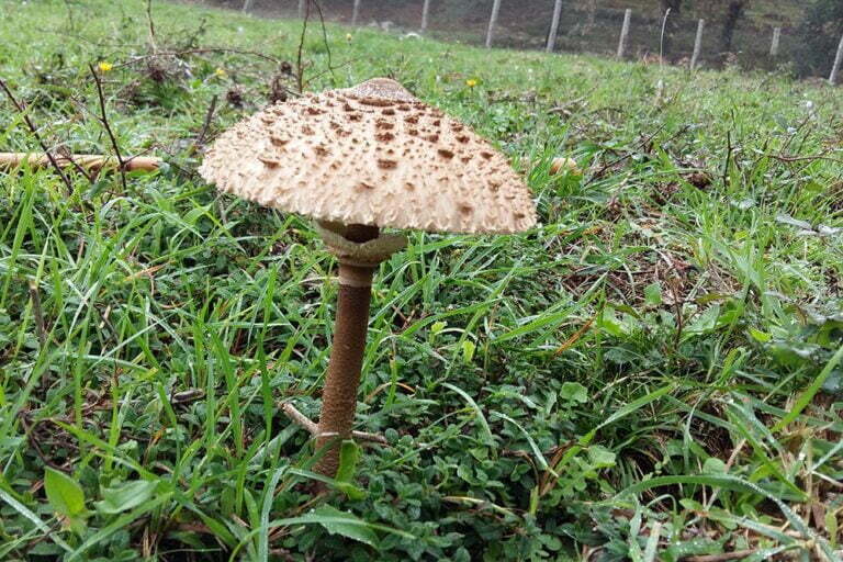 Macrolepiota procera