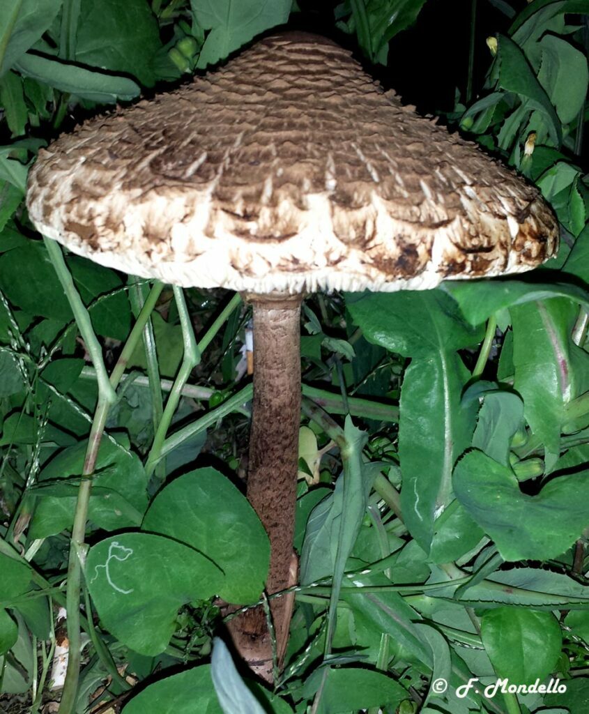 Marcolepiota procera Var. fuliginosa 