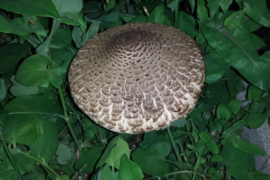 Marcolepiota procera Var. fuliginosa 