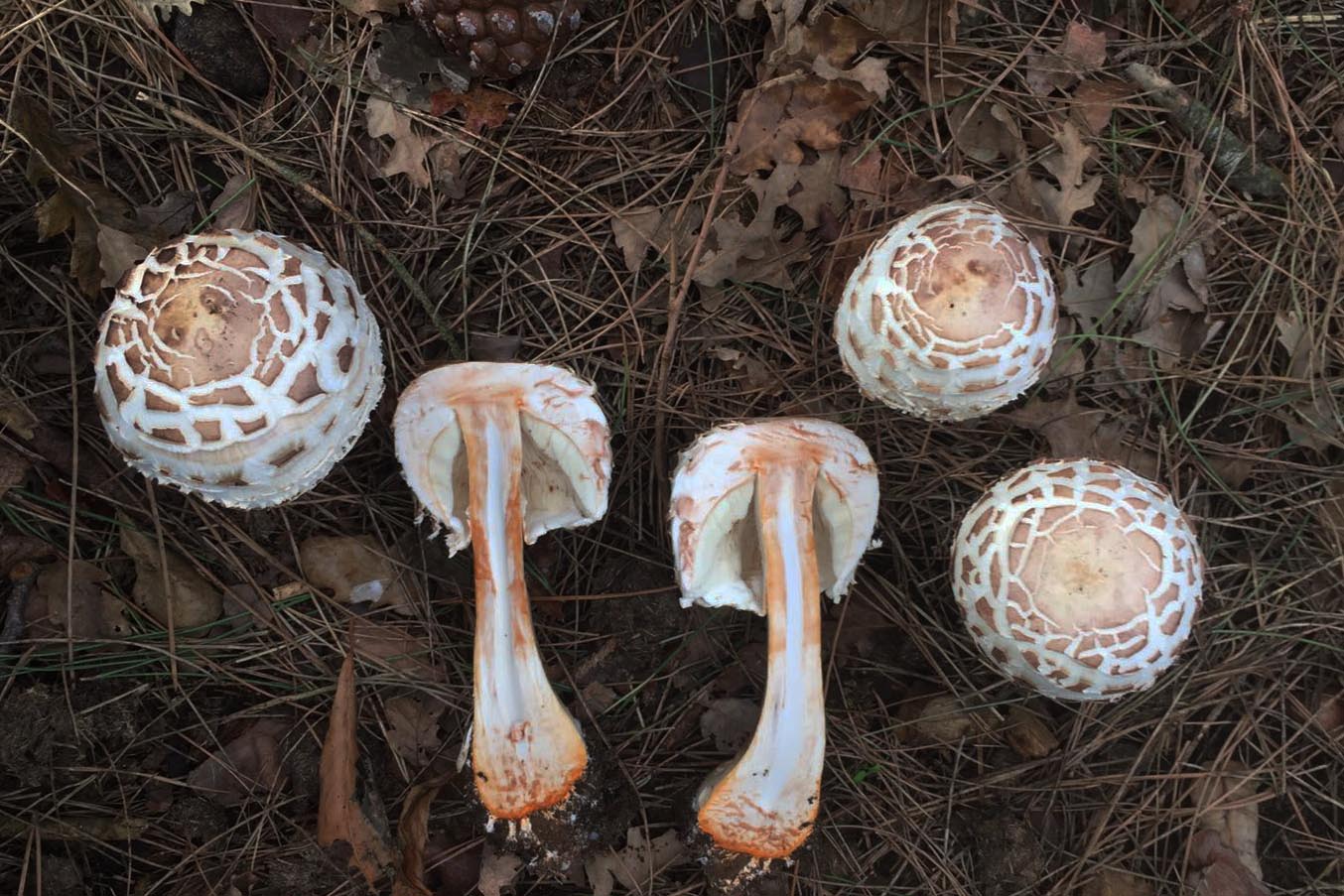 Macrolepiota rachodes– Foto: Angelo Miceli