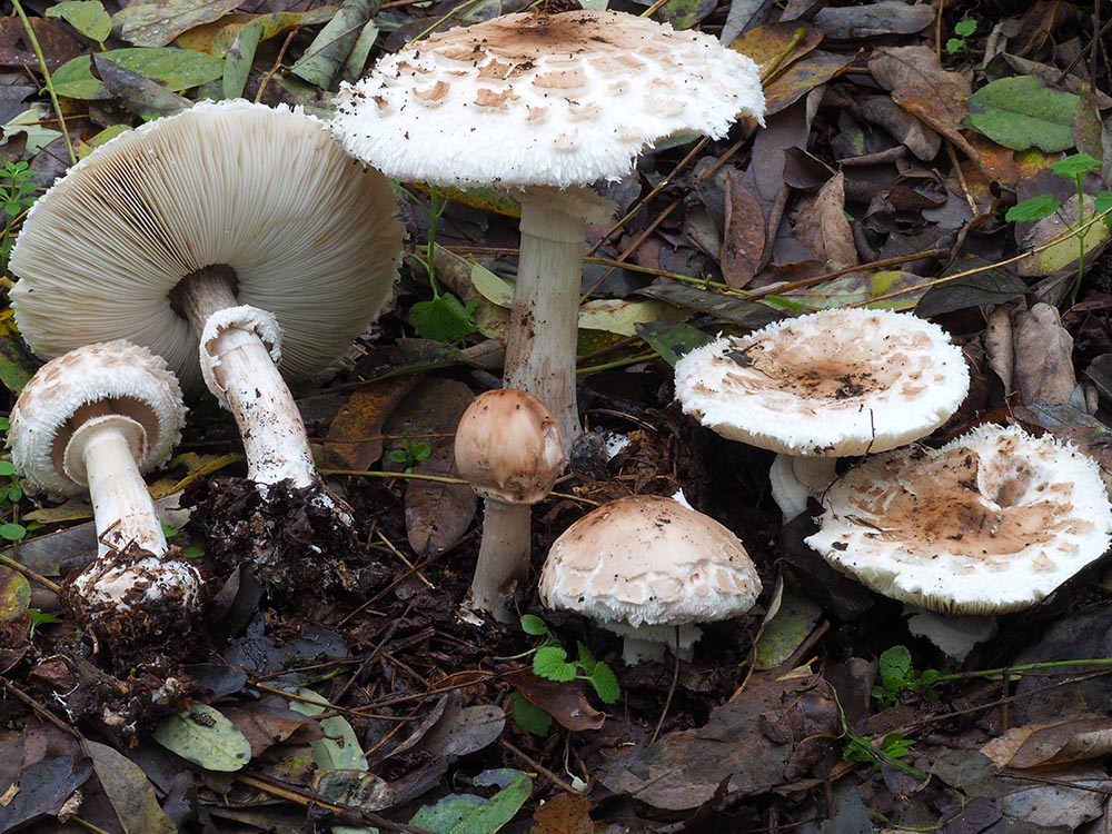 Macrolepiota venenata – Foto: Marco  Bianchi