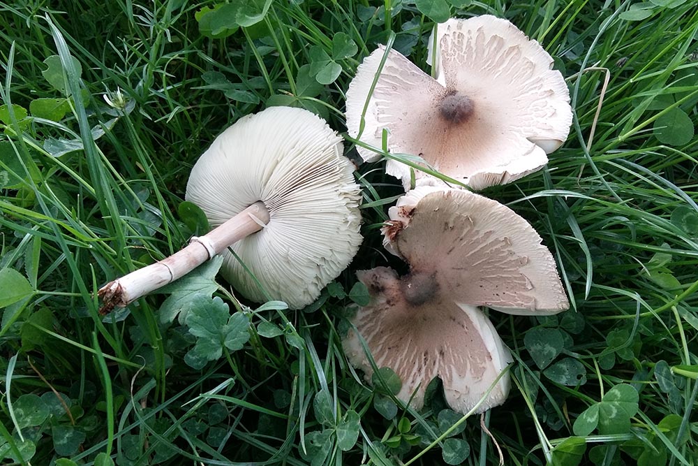 Macrolepiota excoriata – Foto: Angelo Miceli