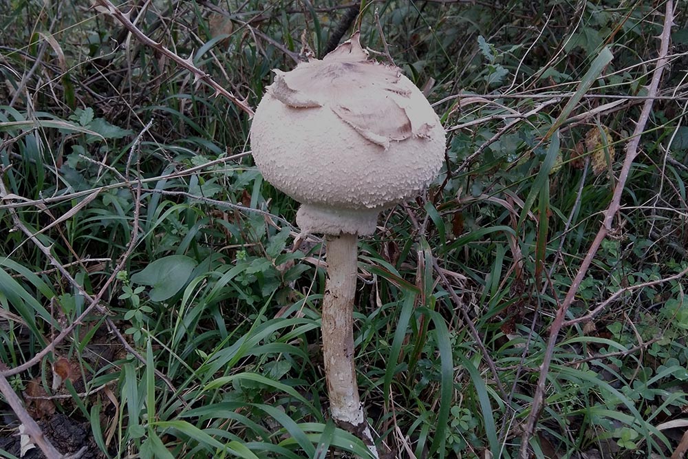 Macrolepiota konradii – Foto: Angelo Miceli