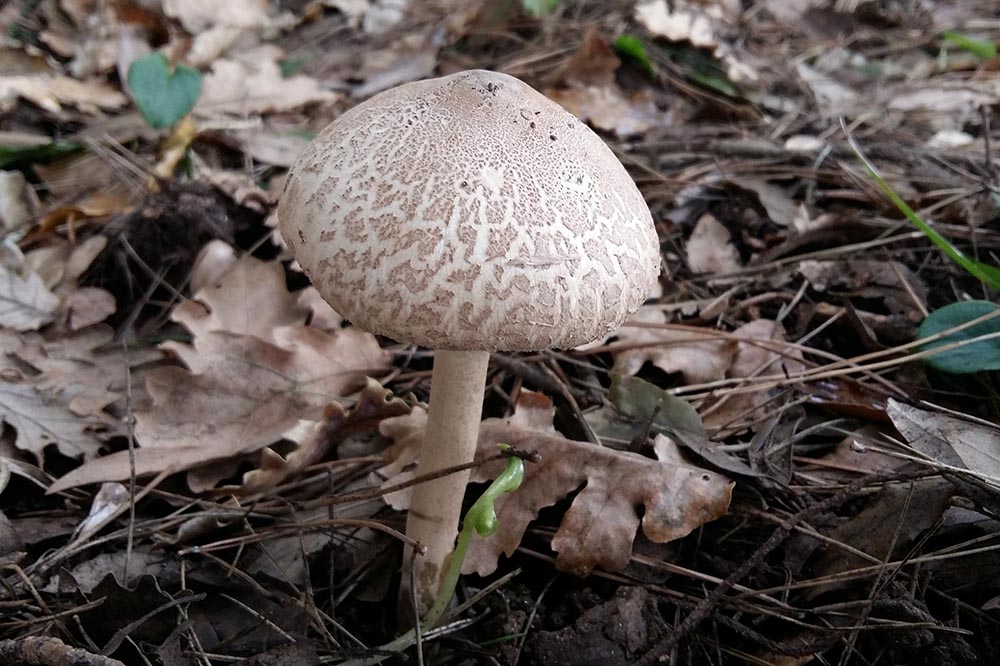 Macrolepiota mastoidea – Foto: Angelo Miceli