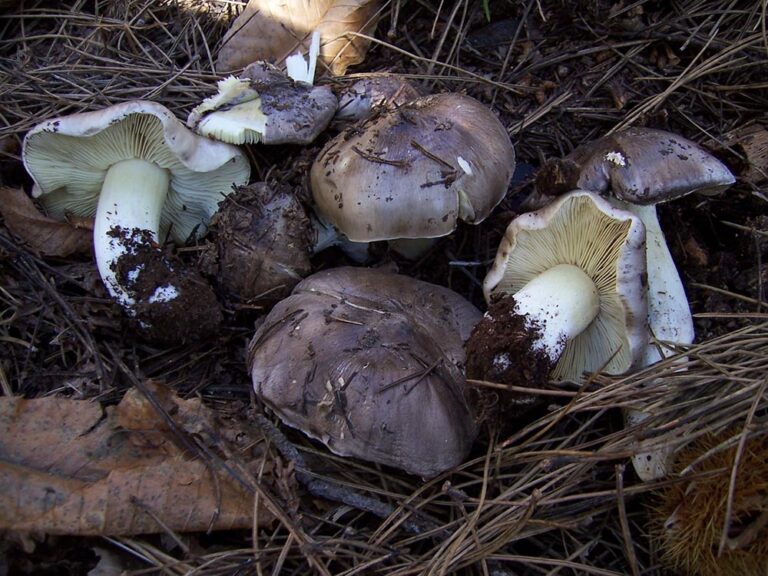 Tricholoma portentosum (Fr. : Fr.) Quél. (1873)