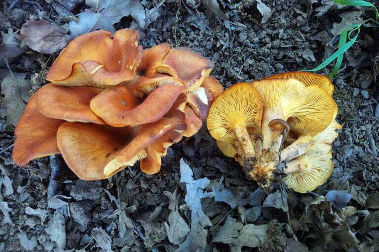 Omphalotus olearius FrancoMondello