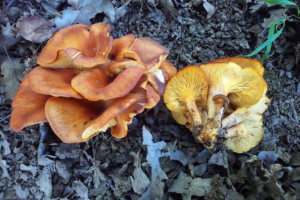 Omphalotus olearius, il fungo dell’olivo