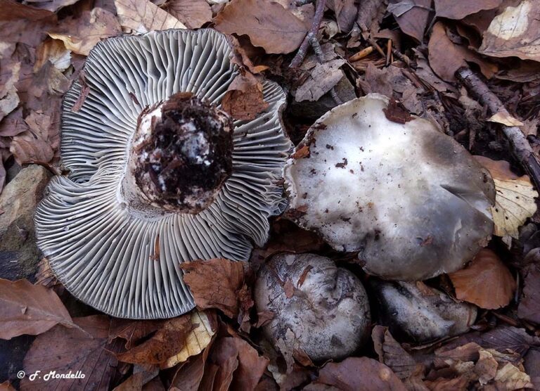 Hygrophorus marzuolus