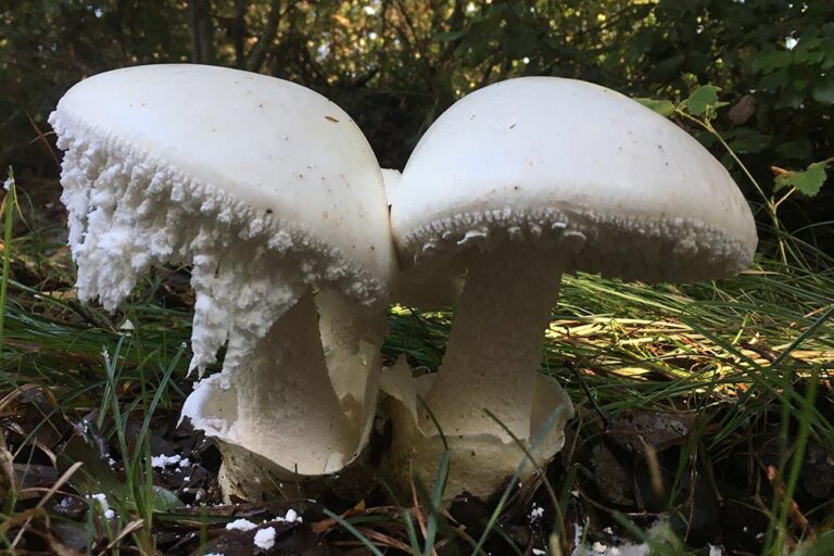 Amanita ovoidea Foto Maria Teresa Basso