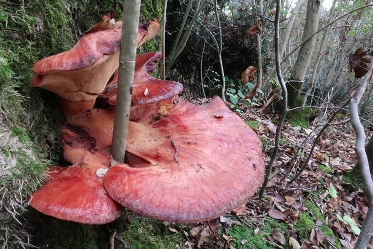 Fistulina hepatica Foto Lorenzo Fruscalzo