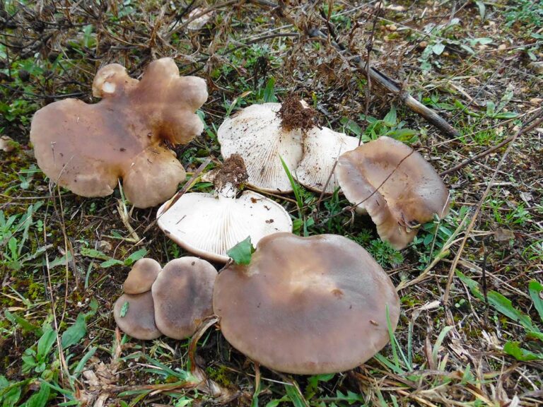 Pleurotus eryngii – Foto Raffaele Mininno