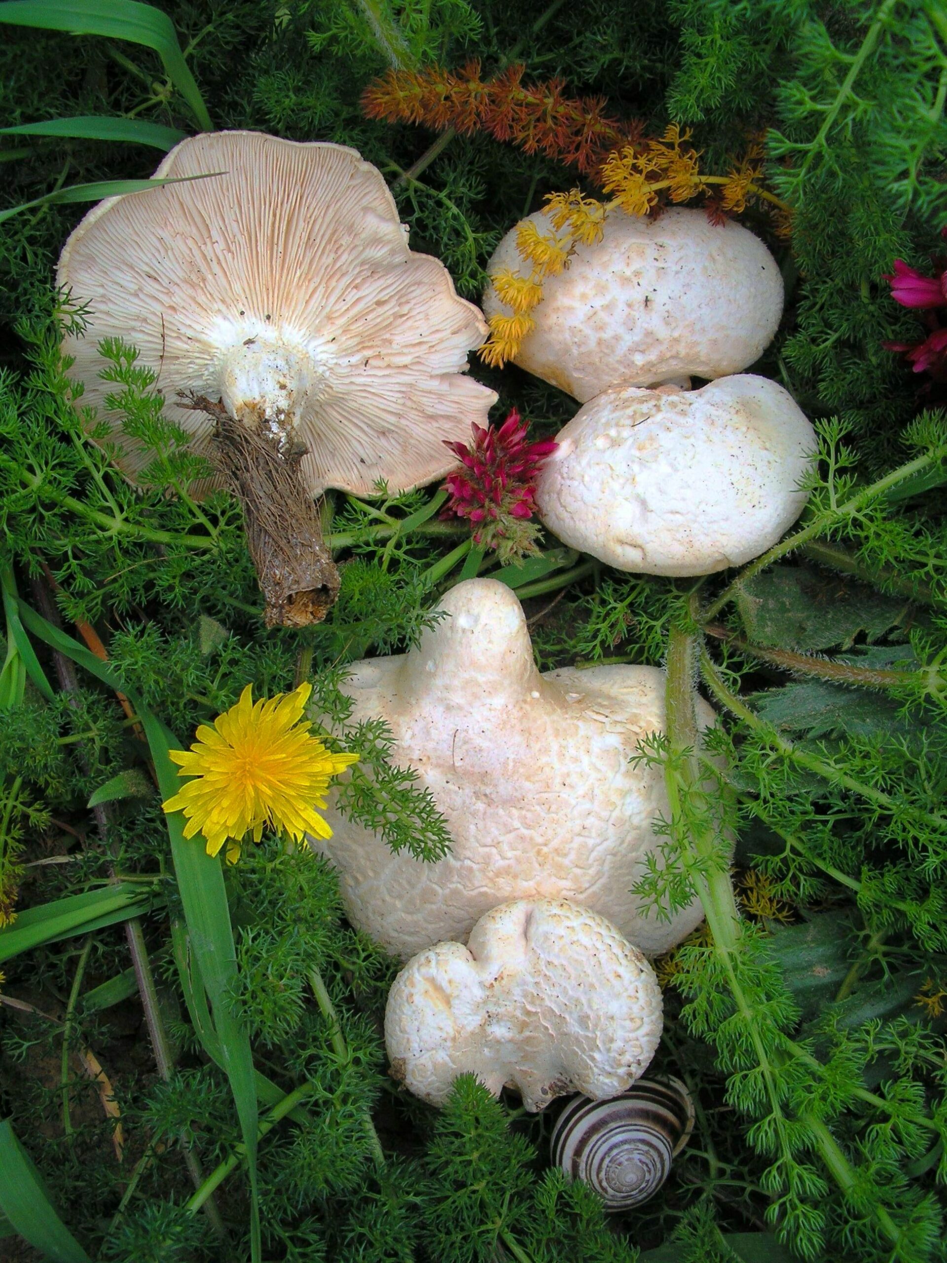 Pleurotus eryngii Var. elaeoselini – Foto Nino Mannina