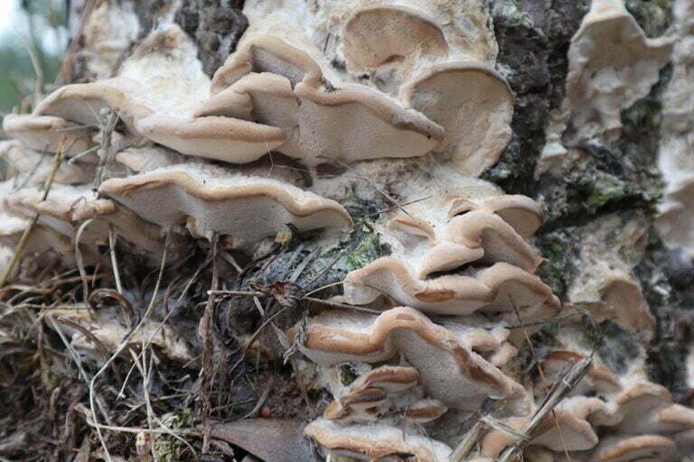 Fomitopsis iberica