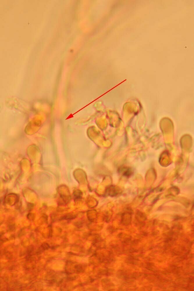 Fomitopsis iberica: Elementi dell’imenio con giunto a fibbia indicato dalla freccia. Foto Carmelo Di Vincenzo
