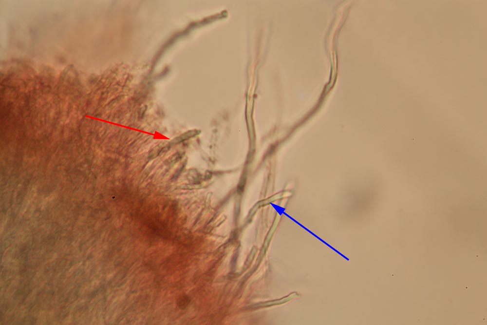 Fomitopsis iberica: Ife (indicate dalla freccia azzurra) + Cistidioli (indicati dalla freccia rossa) - Foto Carmelo Di Vincenzo