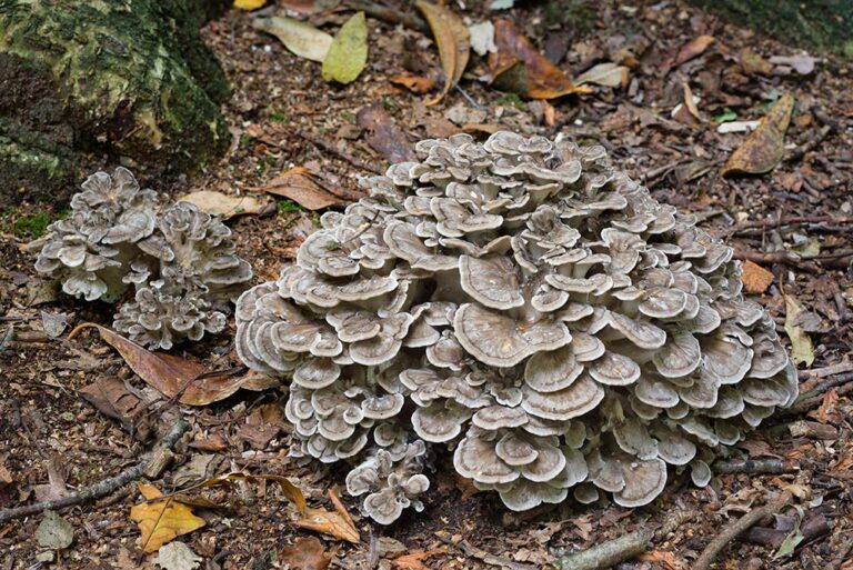 Grifola frondosa Foto Nicolò Oppicelli