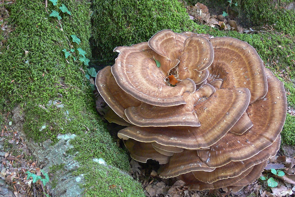 Meripilus giganteus Foto Nicolò Oppicelli