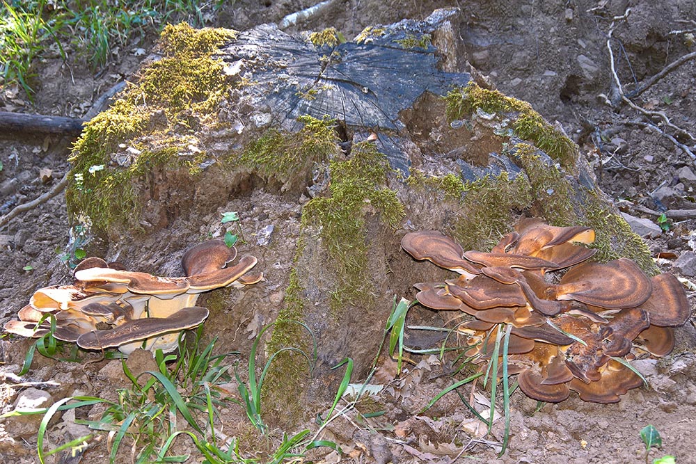 Meripilus giganteus Foto Giovanni Pandolfino