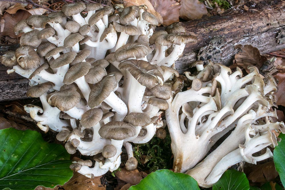 Polyporus umbellatus Foto Nicolò Oppicelli