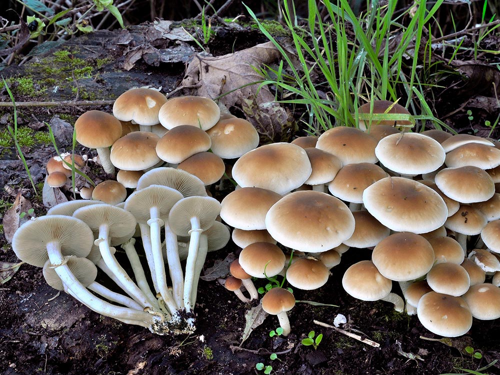 Agrocybe aegerita, ovvero il “Piopparello”,  protagonista di un complesso iter tassonomico