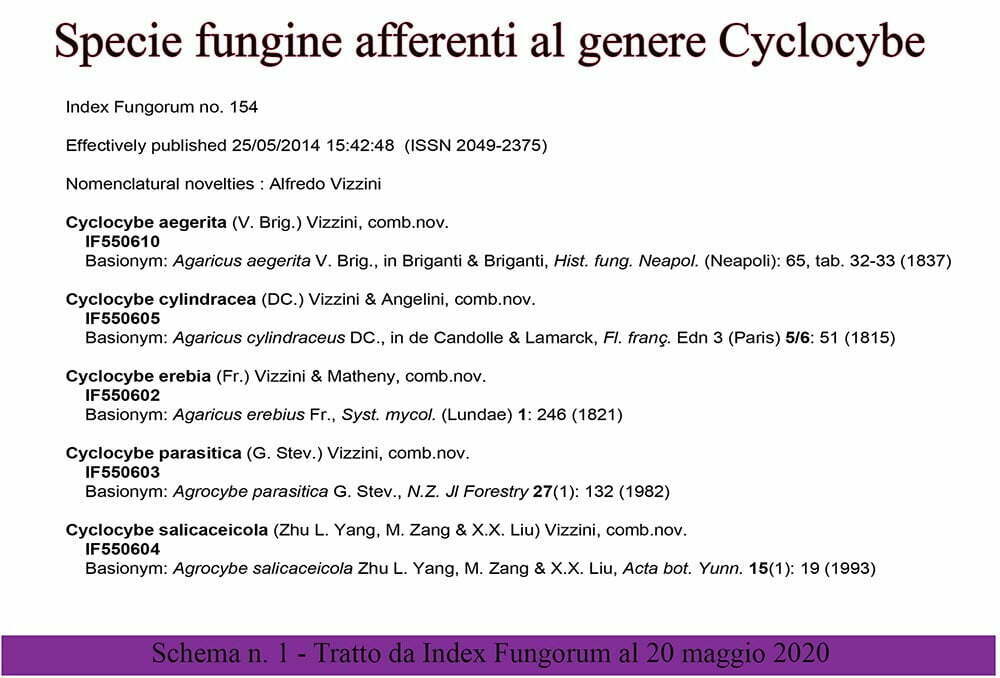 Specie afferenti al Genere Cyclocybe