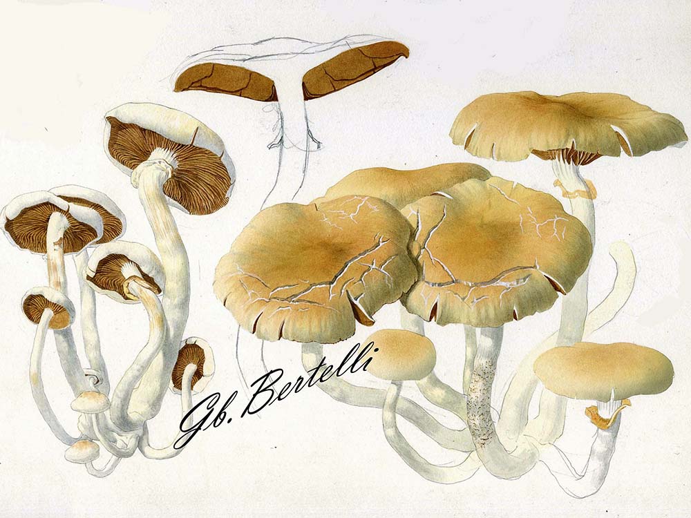 Agrocybe aegerita	Disegno di Giambattista Bertelli
