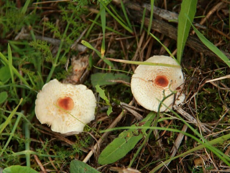 Lepiota cristata Foto Angelo Miceli