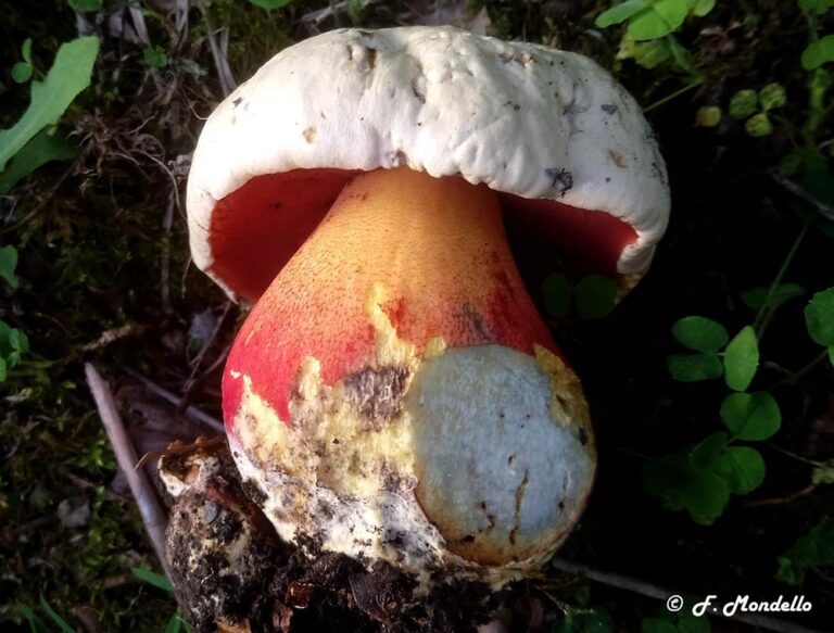 Rubroboletus satanas Foto Franco Mondello