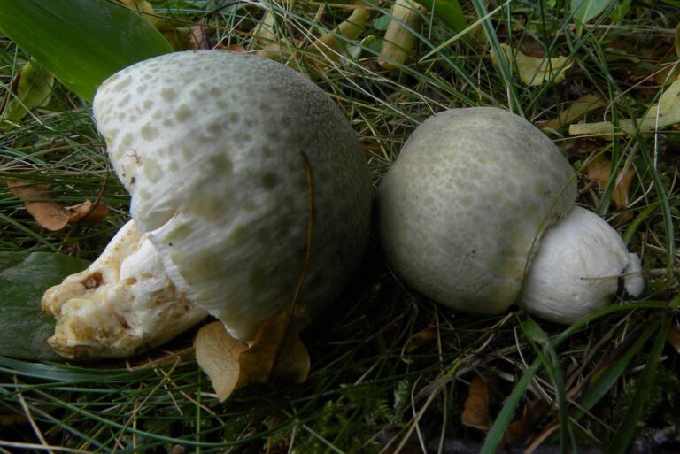 Russula virescens Foto Nicolò Parrino