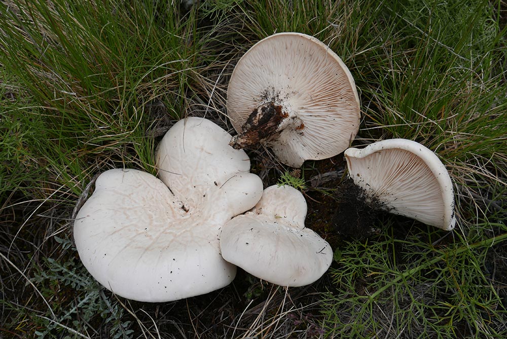 Pleurotus nebrodensis, interessante specie siciliana a rischio di estinzione???