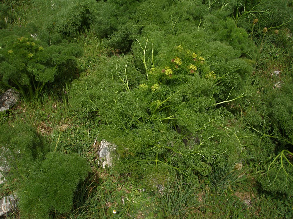 Cachrys ferulacea	Foto Gianrico Vasquez