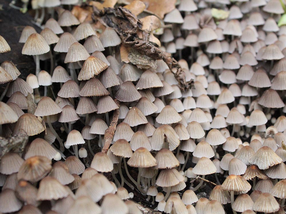 Coprinellus disseminatus (Pers. : Fr.) J. E. Lange (1938)