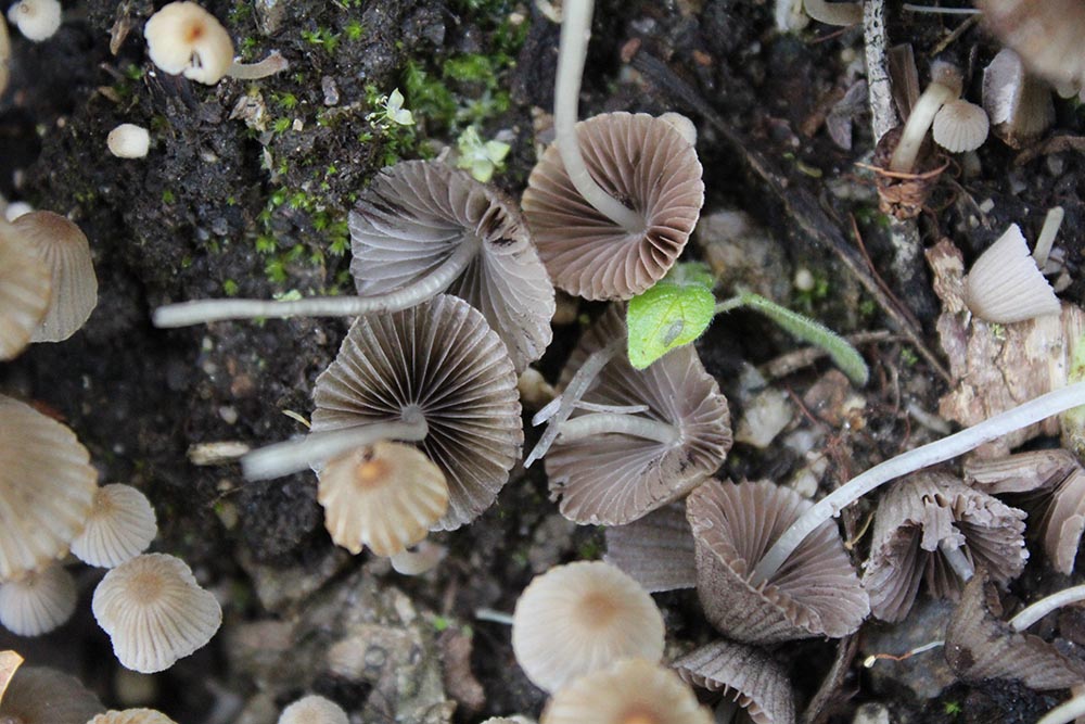 Inonotus tamaricis carpofori maturi