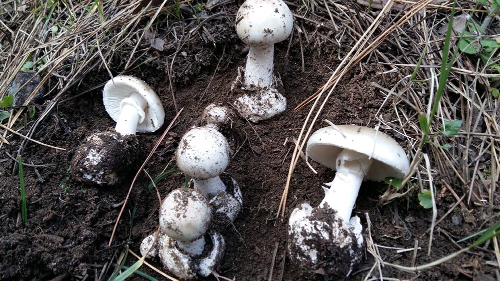 Amanita verna, bella, subdola, mortale